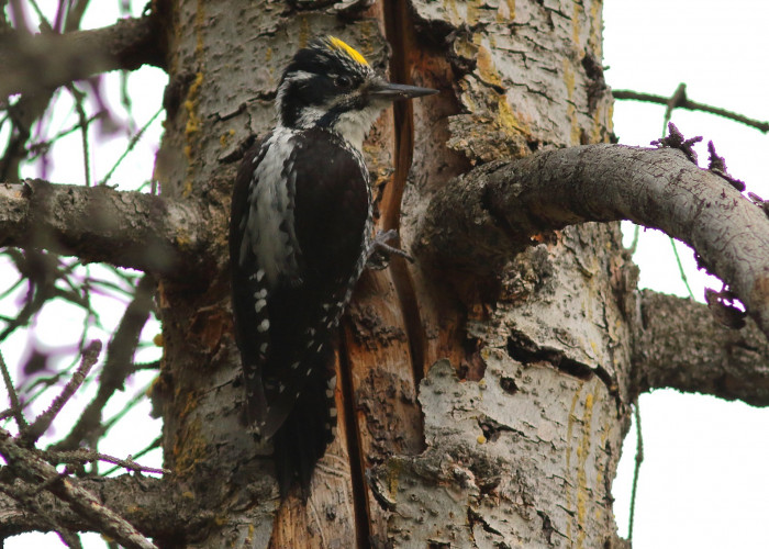 Tripirstis.genys.01_foto-Renatas.Jakaitis.JPG