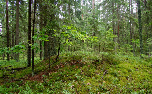 DSCF2758.jpg
