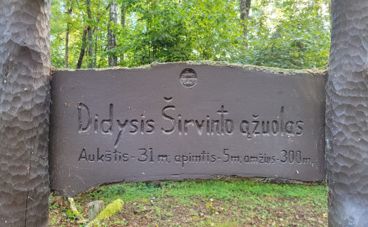 1_Didysis_sirvinto_azuolas_2022_09_16_5.jpg