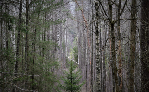DSC_0965.JPG