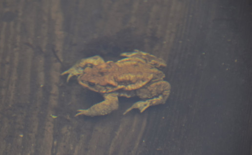 DSC_0929.JPG