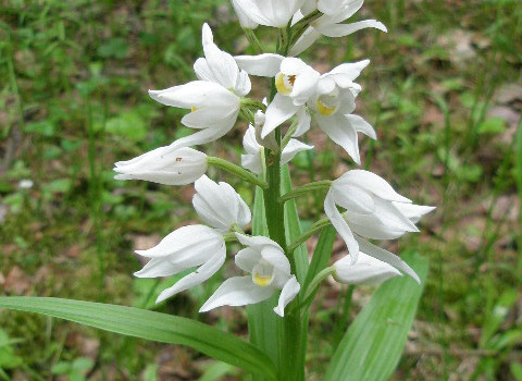 1-kardalapis-garbenis-cephalanthera-longifolia-5c9cb54975f1c.jpg